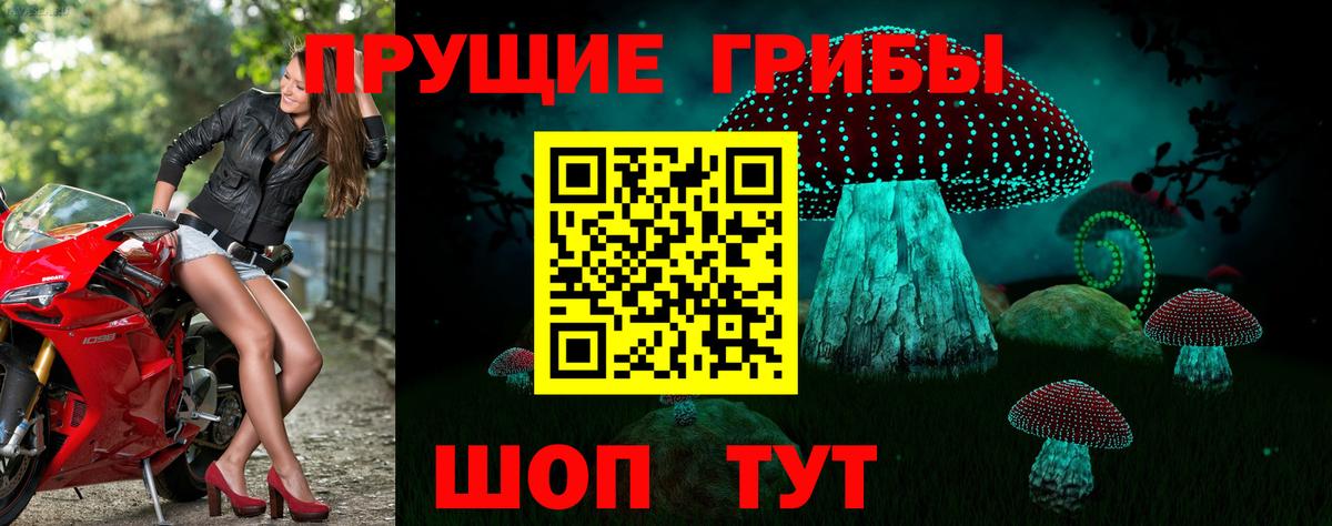 Галлюциногенные грибы Cubensis Урус-Мартан